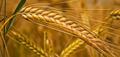 Зерновые культуры: пшеница, ячмень, овёс